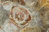 Polished Fossil Coral (Actinocyathus) - Morocco #100635-1